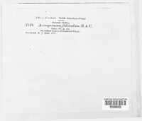 Acrospermum compressum image